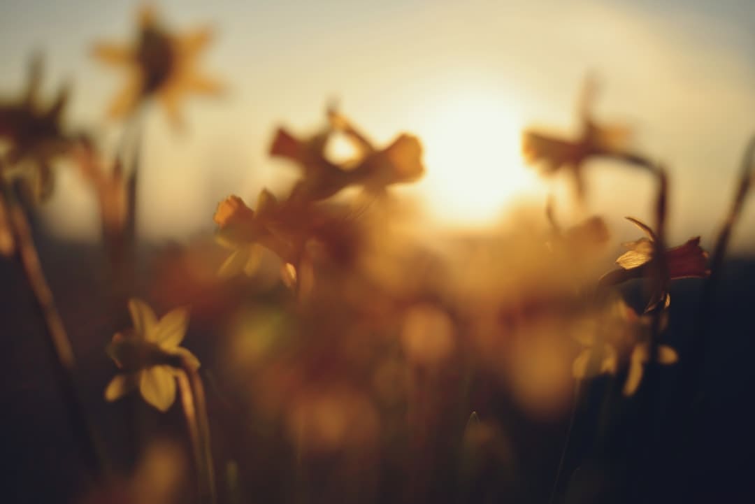 怎么操控和消除花斑蚊 铲除积水危险